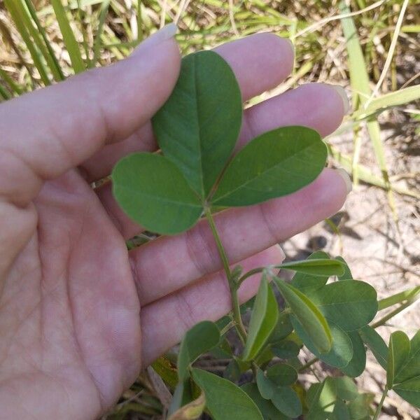 Crotalaria pallida Leaf