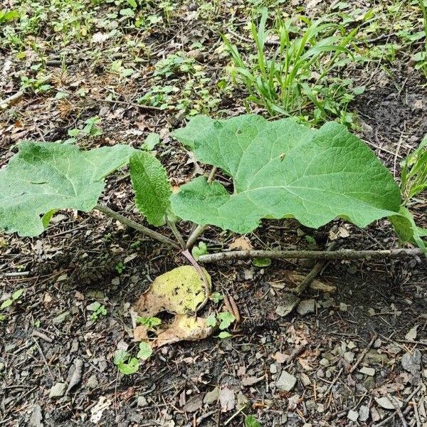 Arctium nemorosum Hostoa