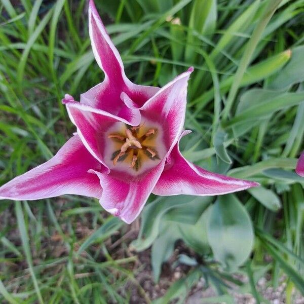 Tulipa didieri Flor