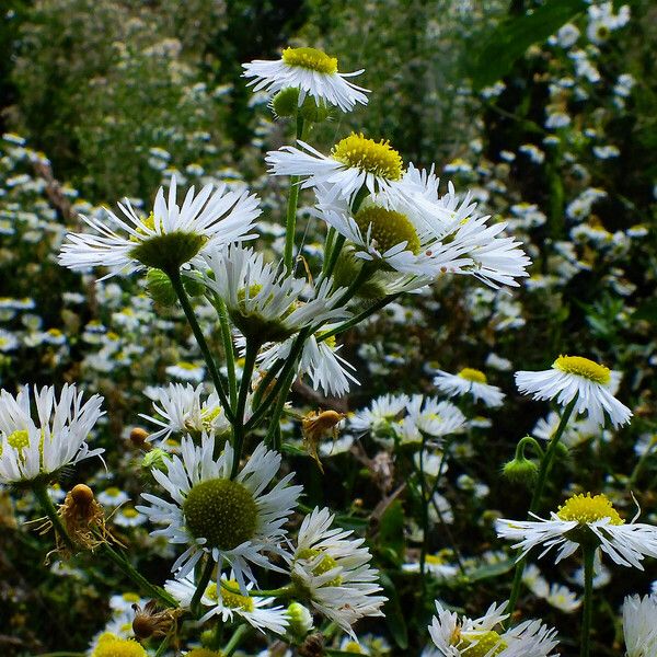 Erigeron annuus Žiedas