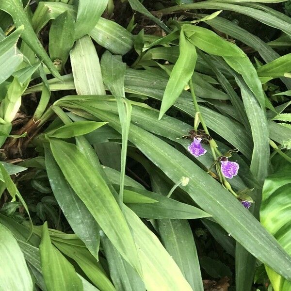 Zygopetalum maculatum List