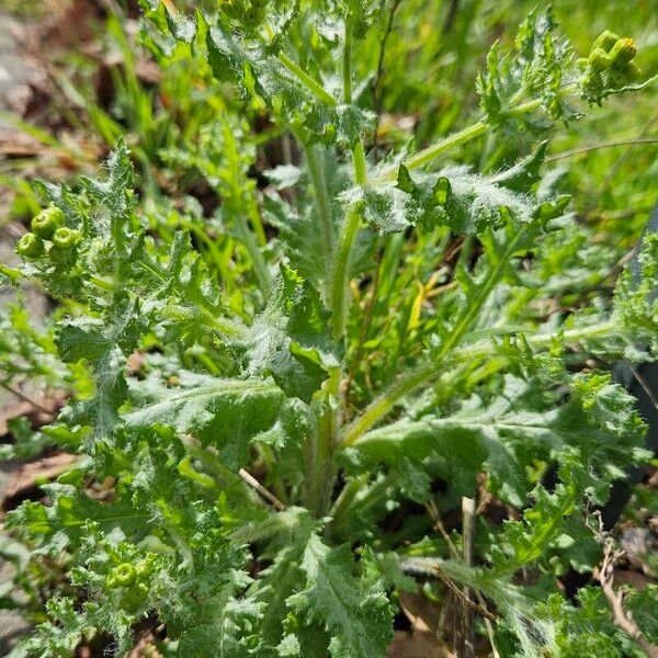 Senecio vernalis Pokrój