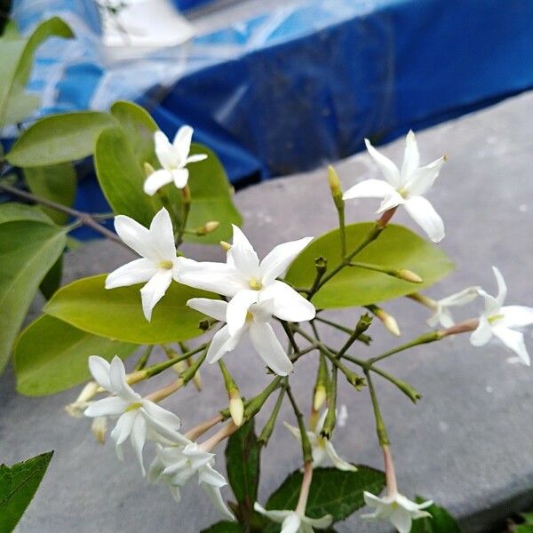 Jasminum neocaledonicum Žiedas