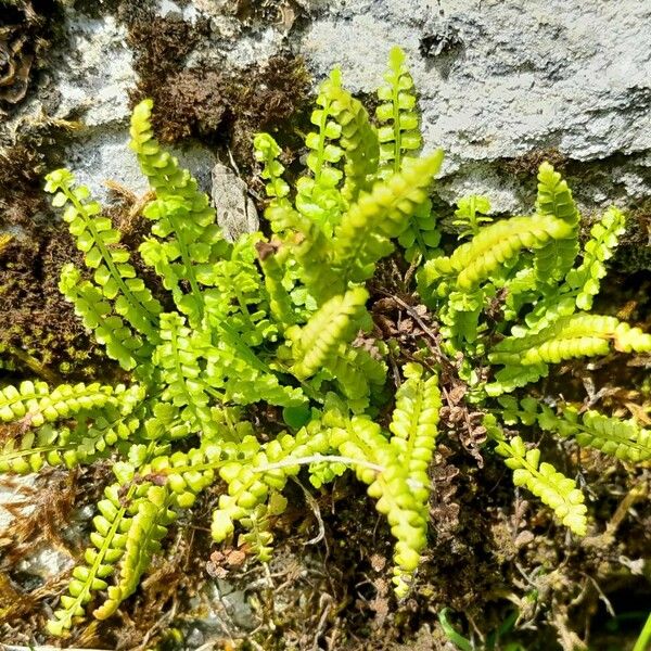 Asplenium viride ᱥᱟᱠᱟᱢ