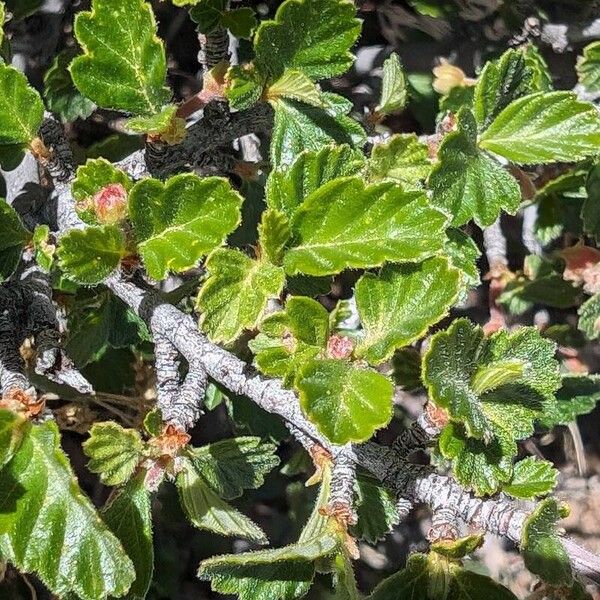 Cercocarpus montanus Лист