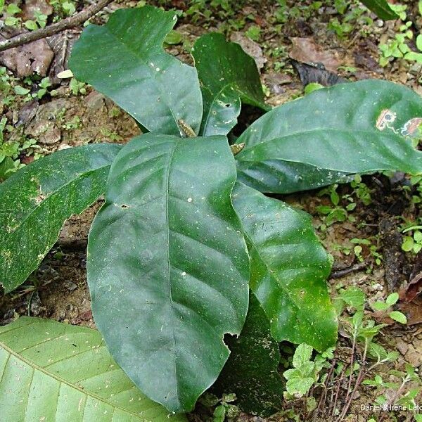 Planchonella roseoloba Yaprak