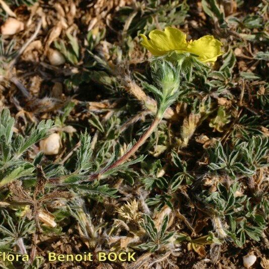 Potentilla reuteri