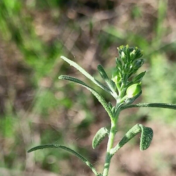 Alyssum desertorum Flower