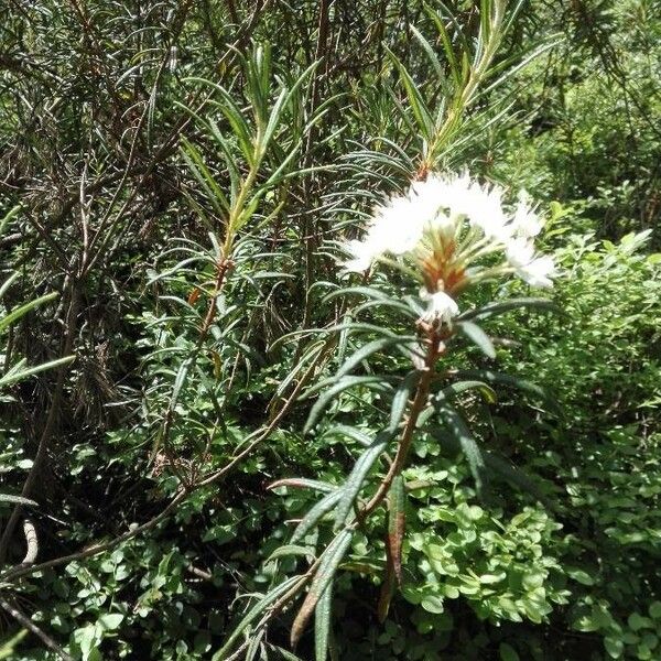 Rhododendron tomentosum Habit