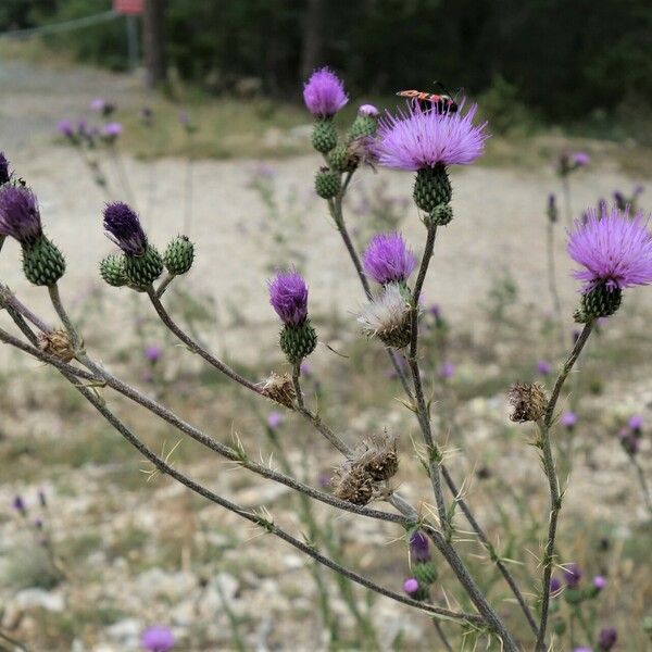 Cirsium pyrenaicum फूल