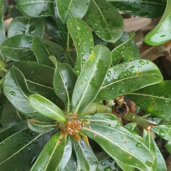 Adenium obesum Fulla