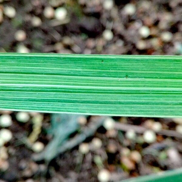 Libertia chilensis Leaf