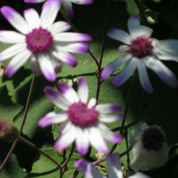 Pericallis lanata Virág