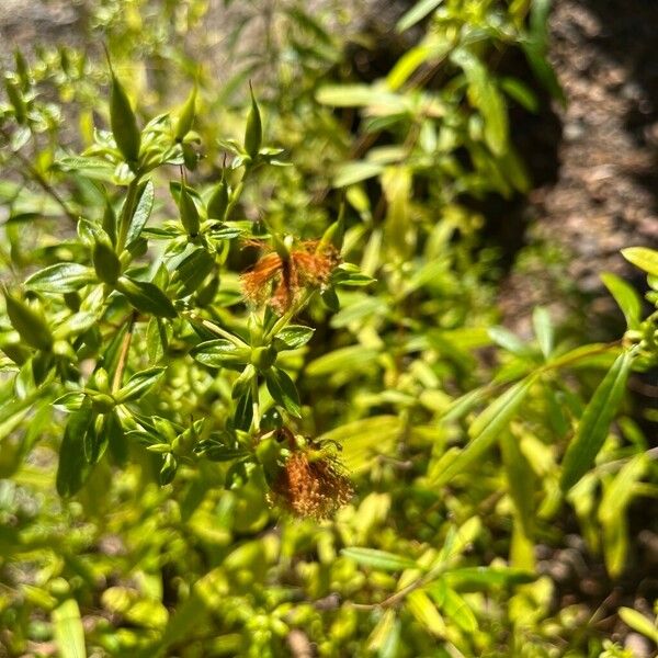 Hypericum prolificum Žiedas