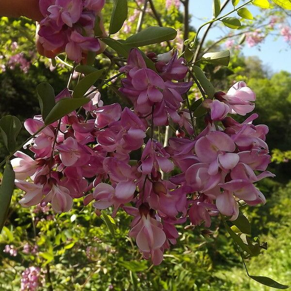 Robinia neomexicana Іншае