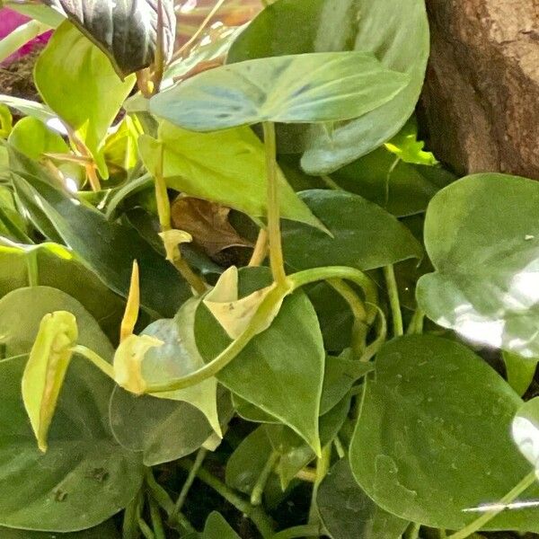 Philodendron cordatum Blad