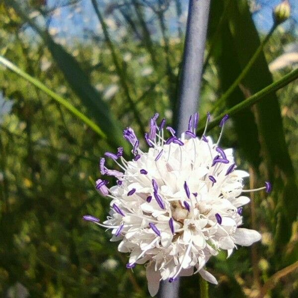 Cephalaria transsylvanica Floro