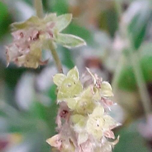 Alchemilla saxatilis Kvet