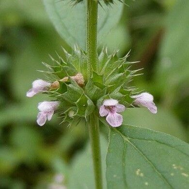 Chaiturus marrubiastrum Floare