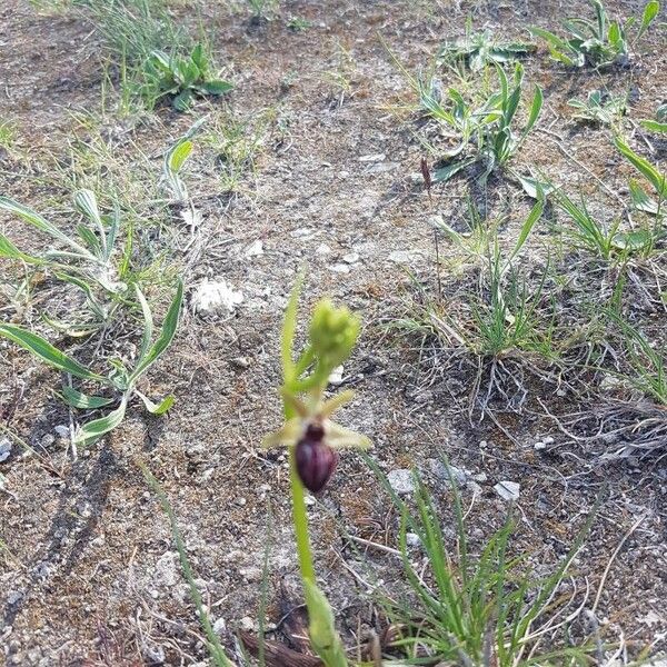 Ophrys provincialis 花