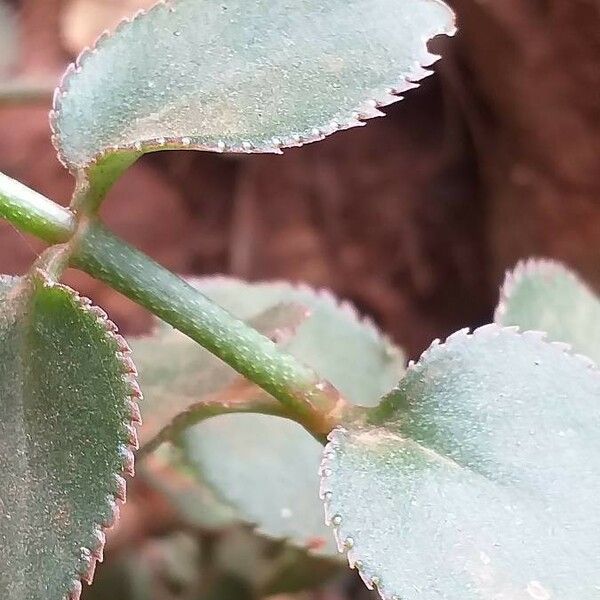 Kalanchoe lateritia Kéreg