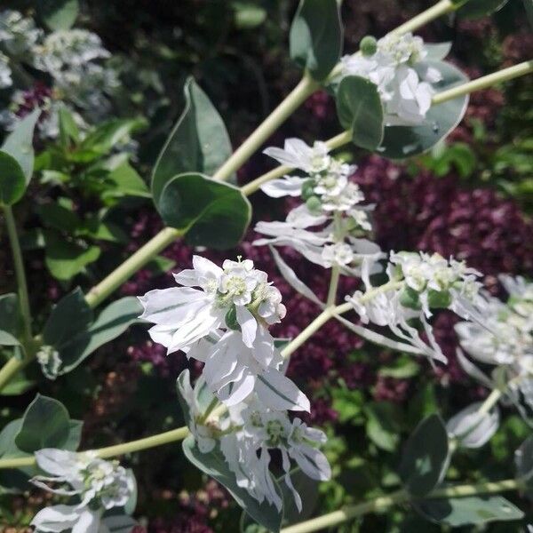 Euphorbia marginata Blomst