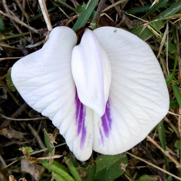 Clitoria ternatea Květ