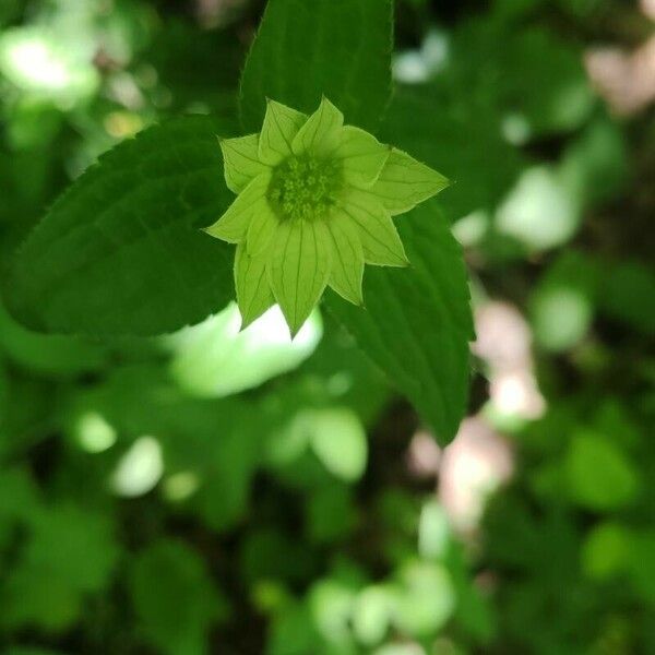 Astrantia maxima Leaf