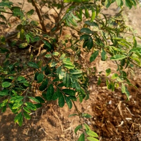 Ulmus parvifolia Blad