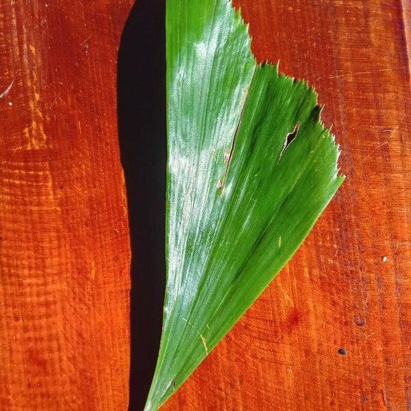 Caryota mitis Leaf