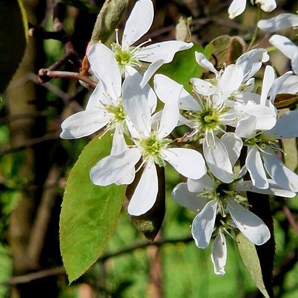 Amelanchier × lamarckii Blüte