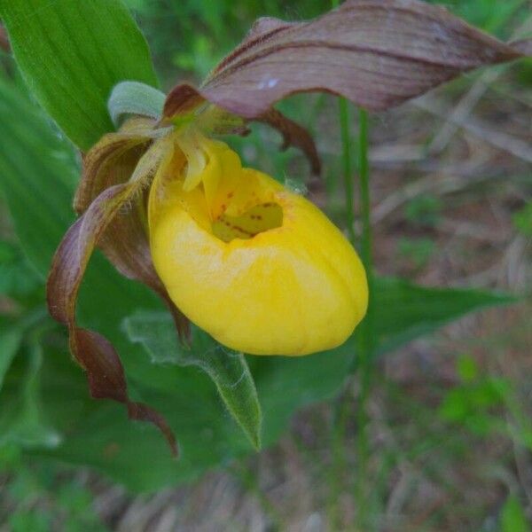 Cypripedium parviflorum Blüte