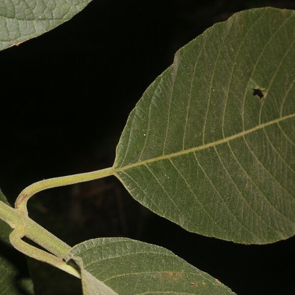 Siparuna gesnerioides Blatt