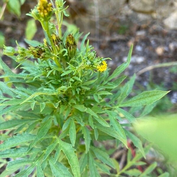 Bidens subalternans Flor