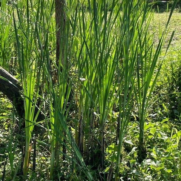 Typha domingensis Leaf