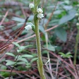 Goodyera repens Habit