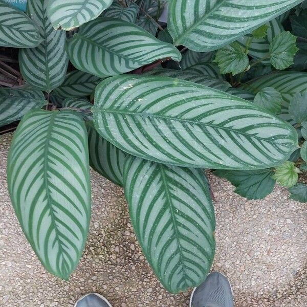 Ctenanthe setosa Fuelha