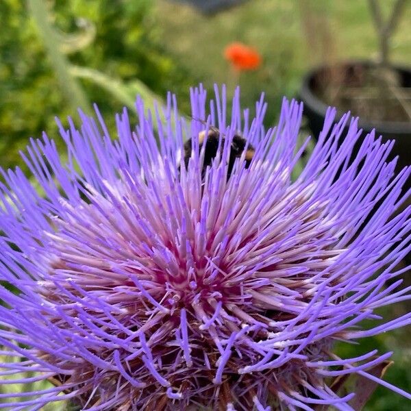 Cynara cardunculus Blomma