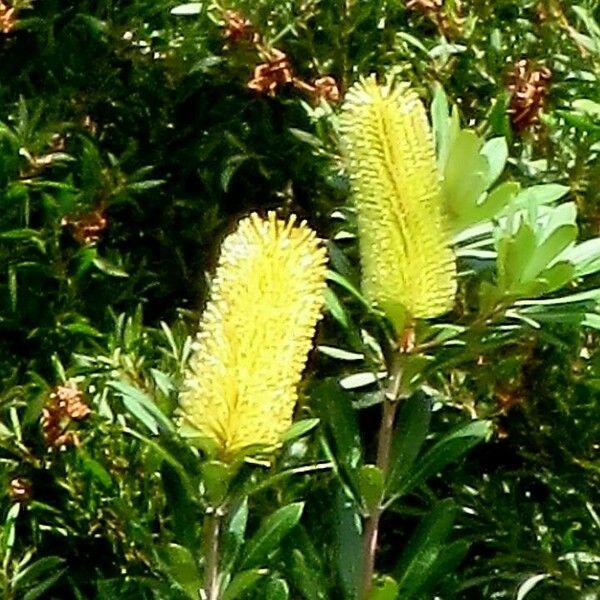 Banksia integrifolia Flower