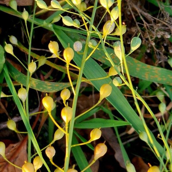 Camelina sativa Fruit