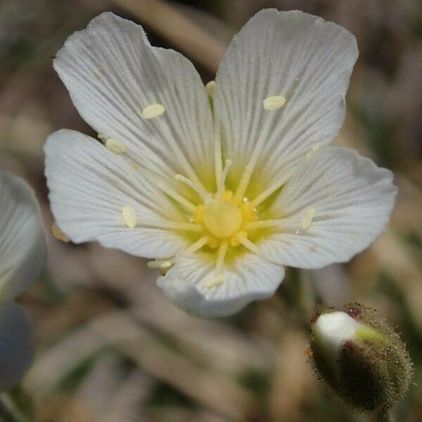 Minuartia capillacea Flower