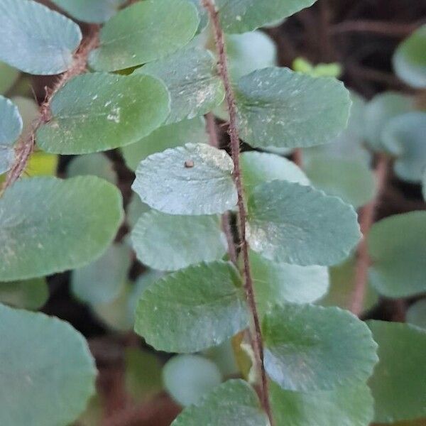 Hemionitis rotundifolia Levél