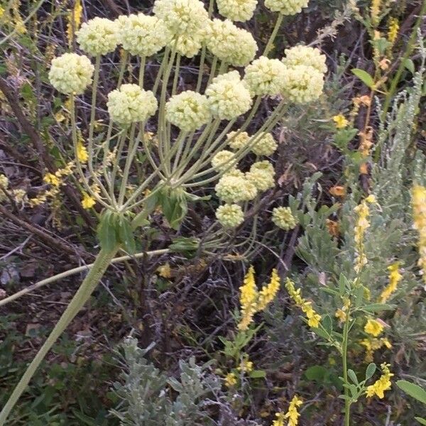 Eriogonum heracleoides Lehti