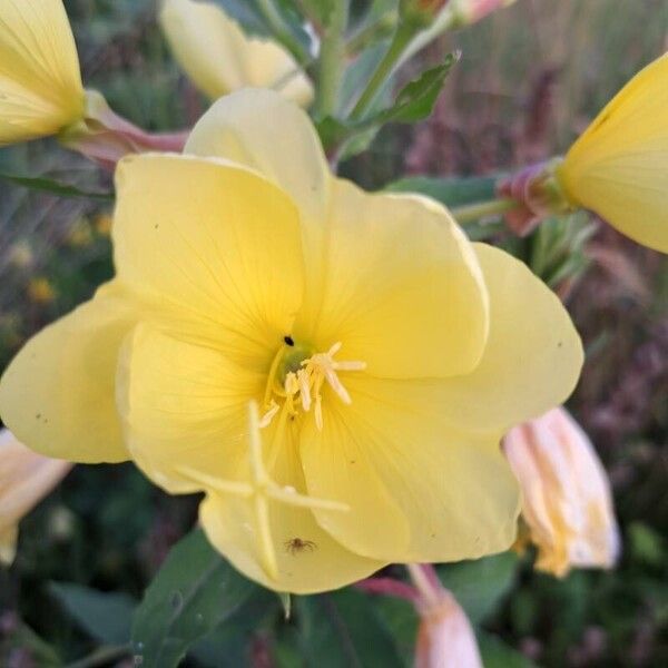 Oenothera glazioviana Blüte