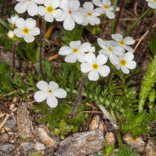 Androsace chamaejasme Blüte