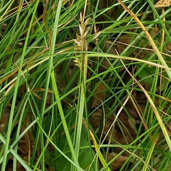 Carex brizoides Лист