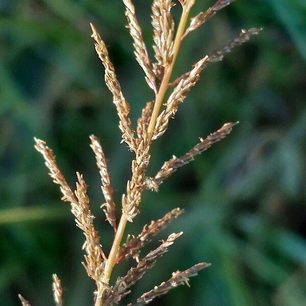 Sporobolus pyramidalis Flors