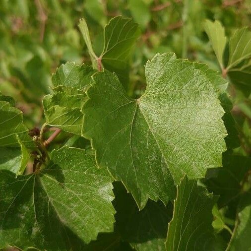 Vitis rotundifolia Лист