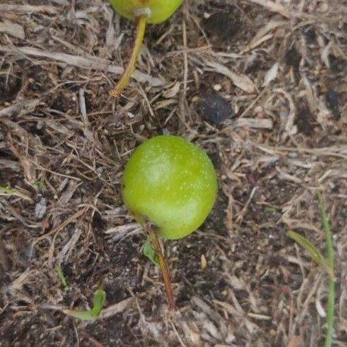 Juglans californica Plod