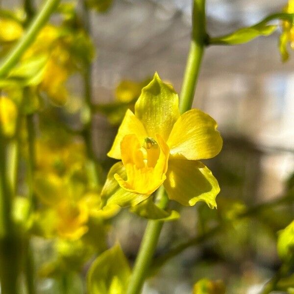 Cyrtopodium andersonii Kukka